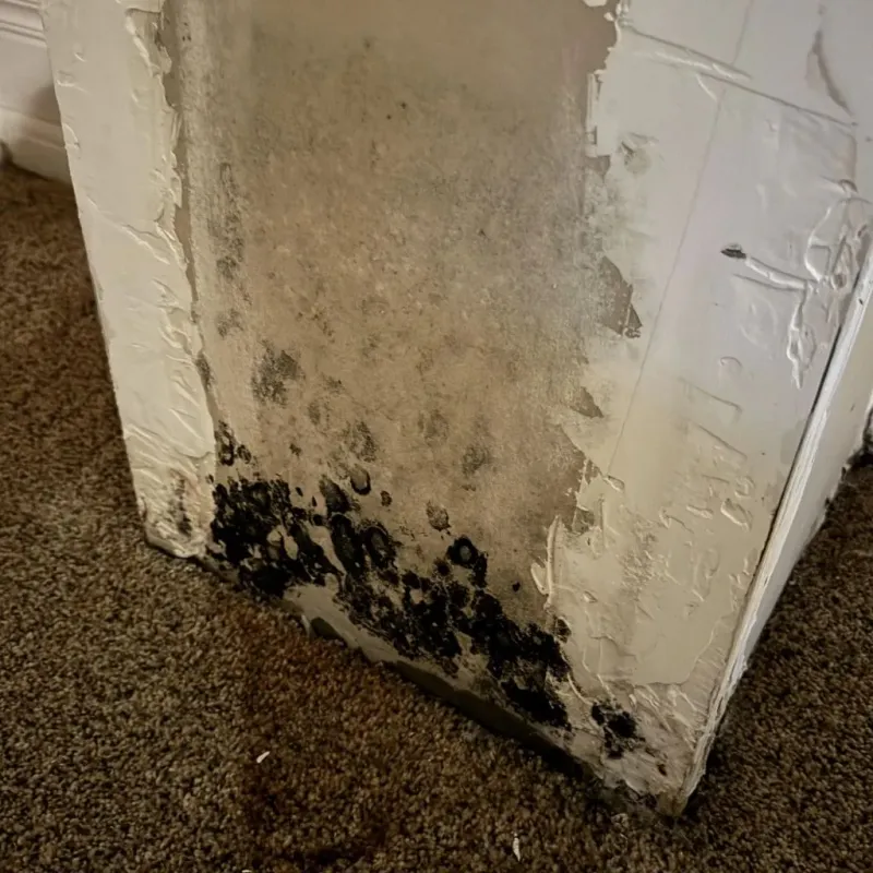 Professional Mold Removal in Franklin, NE